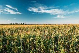 Nebraska corn field